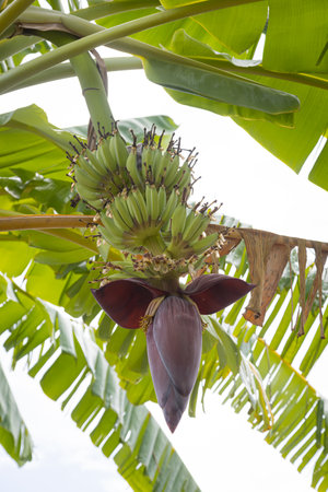 Banana tree with a bunch of bananas in the gardenの写真素材
