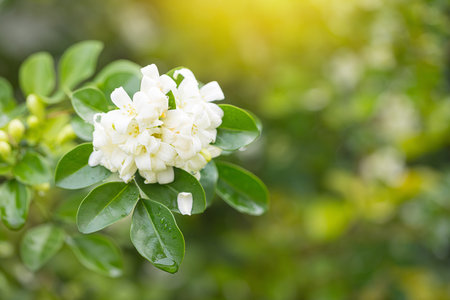 Close up Beautiful white orange jasmine (Murraya paniculata) flowers blooming and fragrant in gardenの写真素材