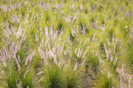 Close-up of the fountain grass (Pennisetum setaceum) in the middle of a beautiful, natural meadowの写真素材