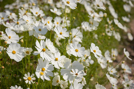 Beautiful wild flowers camomiles flowers in the field receiving natural Summer bright landscapeの写真素材