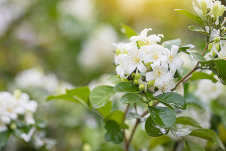 Close up Beautiful white orange jasmine (Murraya paniculata) flowers blooming and fragrant in garden