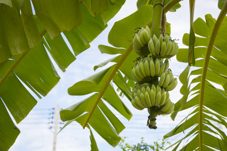 Banana tree with a bunch of bananas in the gardenの写真素材