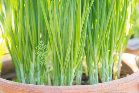 Fresh green onions in pots and morning sunlight natural backgroundの写真素材