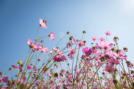 Beautiful wild flowers camomiles flowers in the field receiving natural Summer bright landscape with blue sky backgroundの写真素材