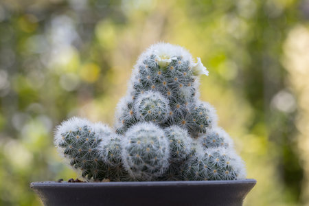 Mammillaria schiedeana with littel White flower in green blur bokeh nature background, easy for beginner plan to collec small cactus can put near to the windows on the work table and see it growingの写真素材