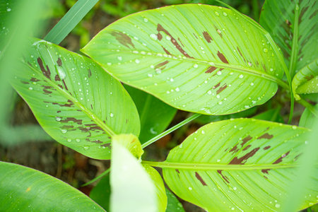 Close up of green leaves with water drops after rain, stock photoの写真素材