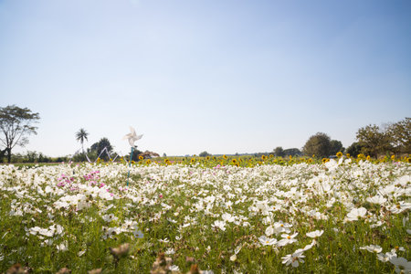 Beautiful wild flowers camomiles flowers in the field receiving natural Summer bright landscape with blue sky backgroundの写真素材