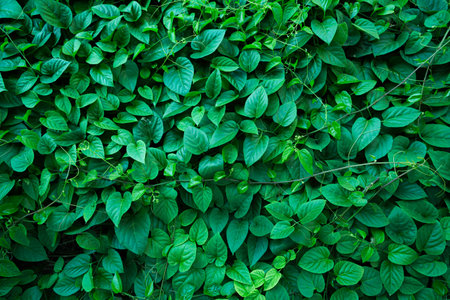 Green trees show their creeping leaves covering the entire wall, looking fresh and green. Close to nature, looks comfortable to the eyes for backgroundの写真素材