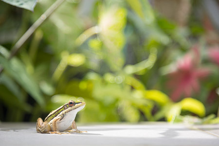 frog in the backyard live in green natural moist areas backgroundの写真素材