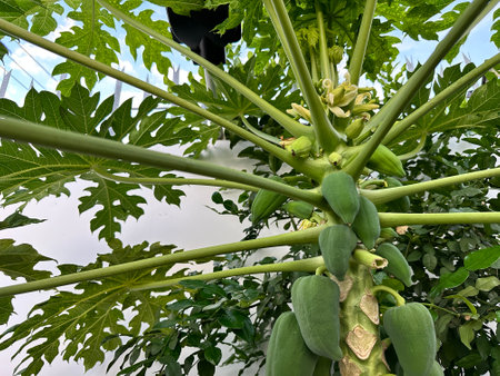 Lush papaya tree featuring large green leaves and clusters of unripe green papayas, perfect for tropical and agricultural themes.の写真素材