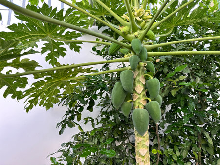 Lush papaya tree featuring large green leaves and clusters of unripe green papayas, perfect for tropical and agricultural themes.の写真素材