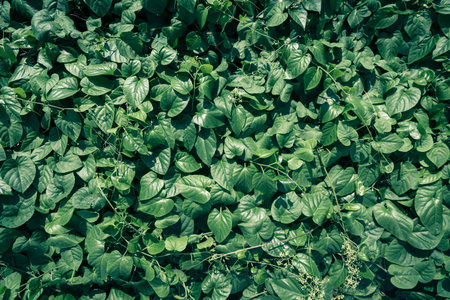 Dense vertical garden with a variety of green plants and foliage, creating a lush and vibrant living wall in an outdoor setting.の写真素材