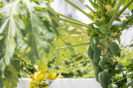 Papaya tree with green fruit clusters and lush leaves, sunny outdoor setting, blurred background.の写真素材
