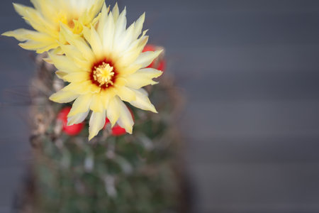 Close-up of a cactus with yellow flower and red berry, spiny texture, blurred green background.の写真素材