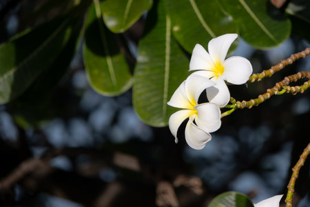 Close-up of two vibrant white and yellow frangipani flowers blooming on a branch with green leaves and blurred background, showcasing natural beauty and tropical essence.の写真素材
