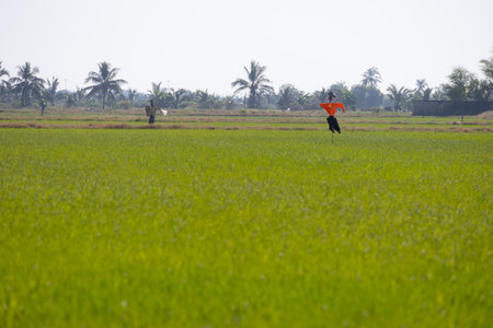 scarecrow stands in a vast green rice field. The sky is clear and the sun is shining, casting a warm glow over the scene. The scarecrow is wearing an orange shirt and black pants, and is surrounded by lush green rice plants. In the background, there are palm trees and a traditional rural houseの写真素材