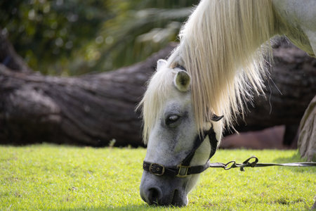 A majestic white stallion grazes peacefully in a lush green field. The horse is standing under a shady tree with palm trees in the background, creating a serene and idyllic scene.の写真素材