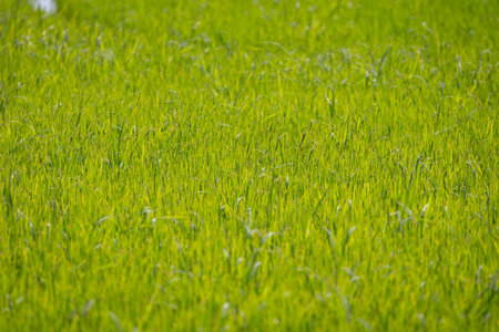 close-up shot of a lush green rice field. The blades of grass are tall and vibrant, swaying gently in the breeze. The image captures the beauty and tranquility of nature, and the promise of a bountiful harvest.の写真素材
