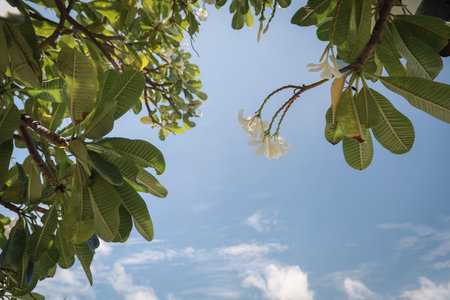 A close-up view of delicate white plumeria flowers hanging from a branch with green leaves, set against a clear blue sky.の写真素材