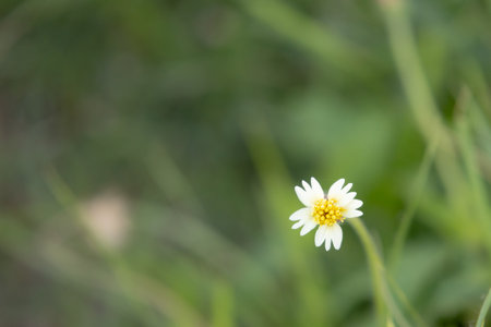 delicate wildflower blooms against a soft, blurred background. Its tiny yellow petals are perfectly...
