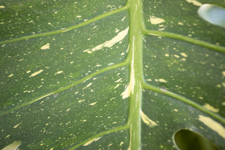 A close-up macro photograph of a variegated Monstera adansonii leaf. The image showcases the intricate details of the leaf's unique pattern, featuring large holes and splashes of creamy white variegation against a deep green background.の写真素材