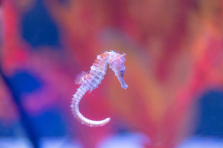 delicate seahorse gracefully glides through the water, its intricate body and long snout creating a mesmerizing sight. The soft, golden hues of the seahorse contrast beautifully against the deep blue background, making it a captivating subject. This underwater portrait showcasesの写真素材