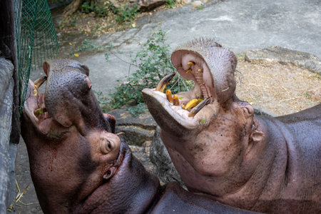 close-up of two hippos with their mouths wide open, showing large teeth as they eagerly eat. A vivid depiction of these massive animals in actionの写真素材