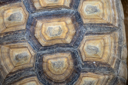 macro shot of a tortoise shell, showcasing its unique patterns and natural textures in shades of...