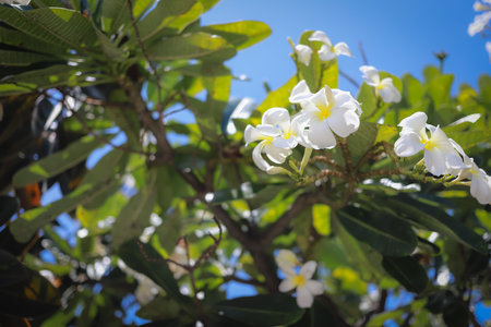 A close-up view of delicate white plumeria flowers hanging from a branch with green leaves, set against a clear blue sky.の写真素材