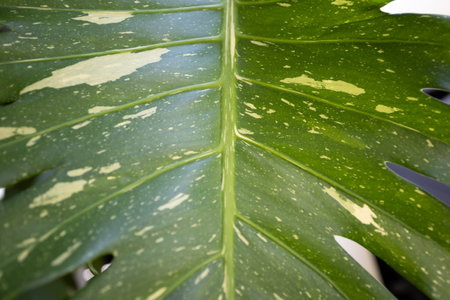 A close-up macro photograph of a variegated Monstera adansonii leaf. The image showcases the...