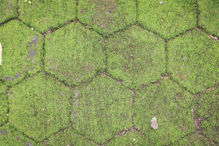 Close-up of hexagonal stone pavement overgrown with vibrant green moss, featuring small scattered leaves and pebbles, creating a natural and organic texture.の写真素材