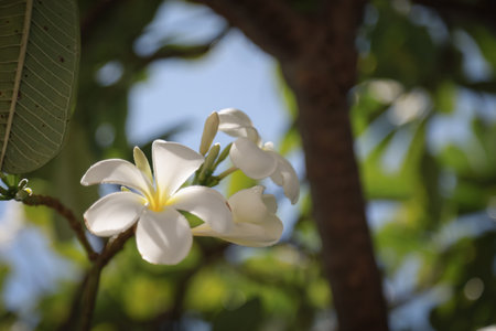 White plumeria flowers bloom on a tree with lush green leaves, basking in the sunlight against a bright blue sky.の写真素材