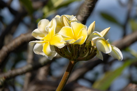 Close-up of two vibrant white and yellow frangipani flowers blooming on a branch with green leaves and blurred background, showcasing natural beauty and tropical essence.の写真素材