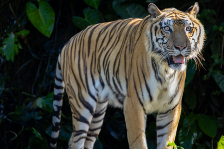 striking tiger standing amidst lush tropical vegetation, with a cascading waterfall in the...