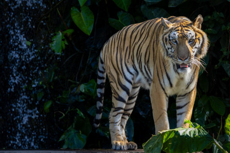 striking tiger standing amidst lush tropical vegetation, with a cascading waterfall in the background.の写真素材