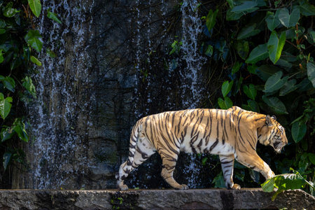 striking tiger standing amidst lush tropical vegetation, with a cascading waterfall in the background.の写真素材
