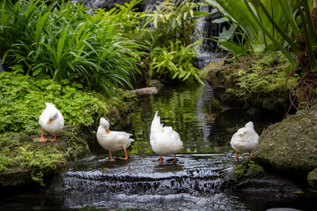 A serene pond surrounded by lush greenery and a small waterfall. White ducks peacefully rest on a rock in the foreground, while colorful koi fish swim lazily beneath.の写真素材