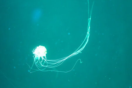 solitary jellyfish gracefully glides through the water, its translucent body and long, trailing...