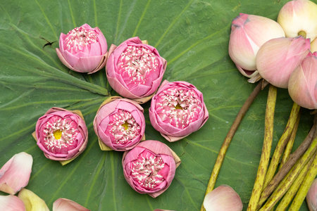 The pink lotus flower is selected only for its buds and beautifully carved petals for worshiping sacred things.の写真素材