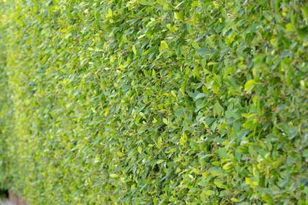 close-up of a dense green hedge, creating a natural wall of vibrant foliage. The uniform texture and rich color evoke a sense of tranquility and peace.の写真素材