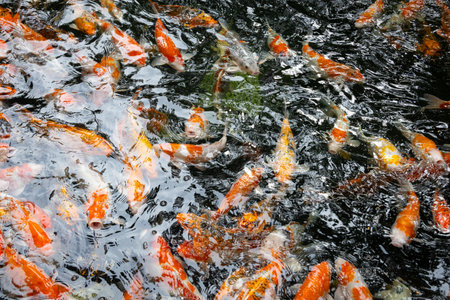 colorful koi fish. The orange, white, and black koi swim gracefully through the clear water, creating a mesmerizing display of color and movementの写真素材