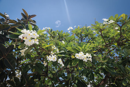 White plumeria flowers bloom on a tree with lush green leaves, basking in the sunlight against a bright blue sky.の写真素材