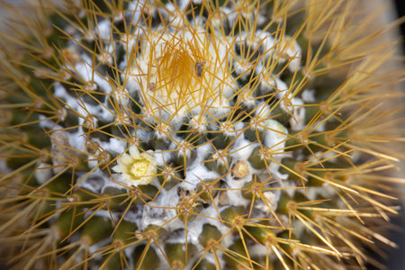 close-up of a cactus flower in full bloom. The delicate white petals contrast beautifully with the spiky green body of the cactus backgroundの写真素材
