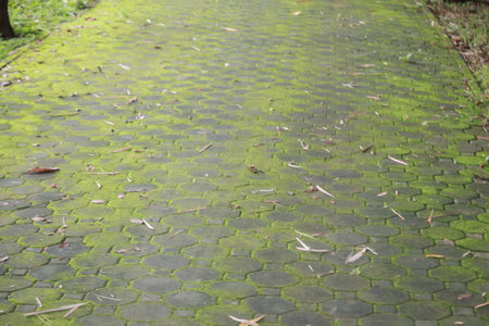 Stone walkway covered in moss, surrounded by trees and grass, with scattered leaves and twigs in a natural park setting.の写真素材