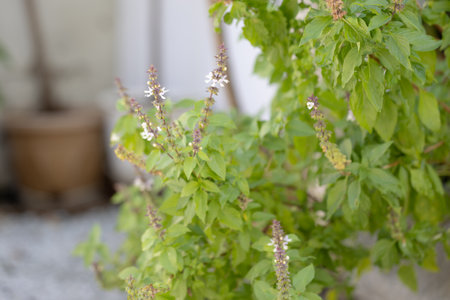 A detailed close-up of a lush basil plant thriving in a quiet corner of a home, the plant showcases its vibrant green leaves and delicate white blossoms. The blurred background softly highlights the plant, creating a serene and inviting atmosphere.の写真素材