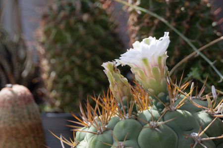 close-up of a cactus flower in full bloom. The delicate white petals contrast beautifully with the spiky green body of the cactus backgroundの写真素材