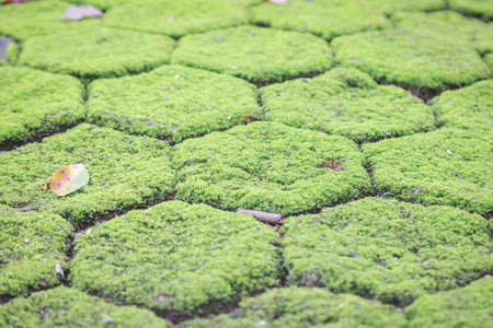 Close-up of hexagonal stone pavement overgrown with vibrant green moss, featuring small scattered leaves and pebbles, creating a natural and organic texture.の写真素材