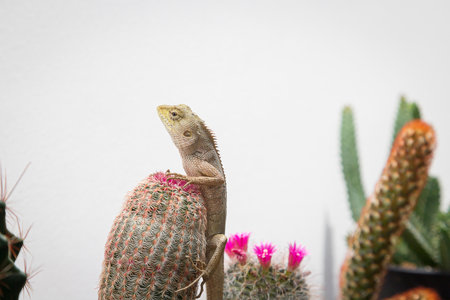 golden brown skinned chameleon perched on a cactus garden with white wall backgroundの写真素材