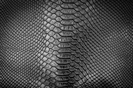 Black snake skin texture pattern can see the surface details use for backgroundの写真素材