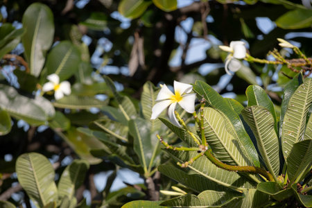 Close-up of two vibrant white and yellow frangipani flowers blooming on a branch with green leaves and blurred background, showcasing natural beauty and tropical essence.の写真素材